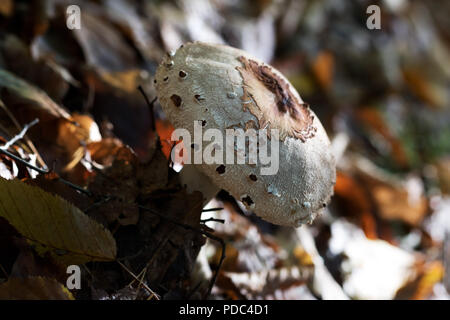 Young parasol mushroom (Macrolepiota procera or Lepiota procera) growing in autumn forest with dry leaves. Stock Photo