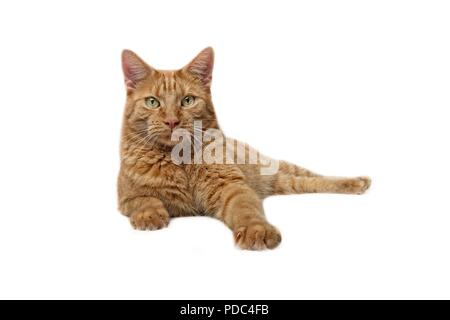 Cute ginger Cat Lying down and look curious to the camera - Isolated on whit Stock Photo
