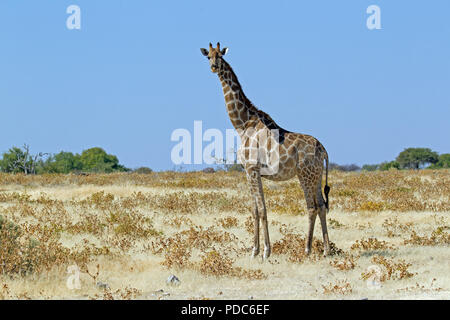 Angolan giraffe (Giraffa camelopardalis angolensis), Kalahari Desert, Namibia. Stock Photo