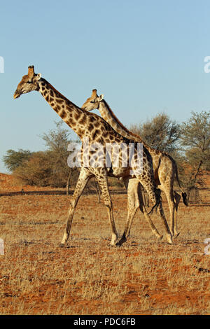 South African and Angolan giraffes, Bagatelle Kalahari Game Ranch, Namibia. Stock Photo