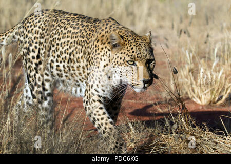 Male leopard (Panthera pardus), Okonjima Nature Reserve, Namibia. Stock Photo