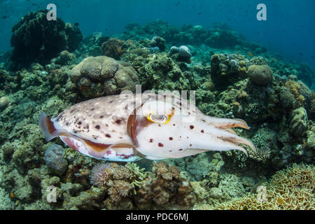 A female Broadclub cuttlefish, Sepia latimanus, hovers above a coral reef in Komodo National Park, Indonesia. Stock Photo
