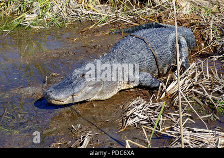 American Alligator Photographed at the Leonabelle Turnbull Birding Center in Port Aransas, Texas USA near Corpus Christ. Stock Photo
