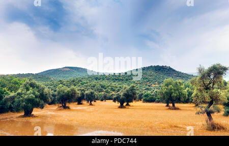 Landscape view of olive tree field with cloudy sky Stock Photo - Alamy