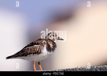 Ruddy turnstone standing over a wall from a beach. North of Portugal. Stock Photo