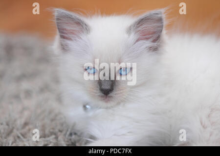 A cute Ragdoll kitten only 2 weeks old. Stock Photo