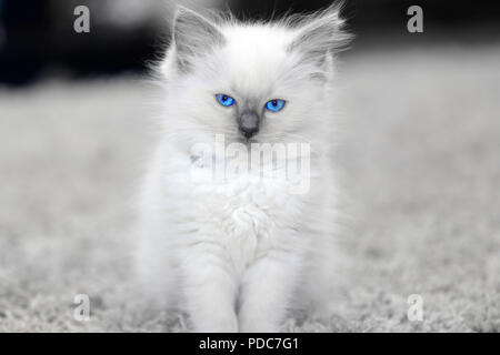 A cute Ragdoll kitten only 2 weeks old. Stock Photo