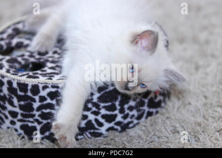 A cute Ragdoll kitten only 2 weeks old. Stock Photo
