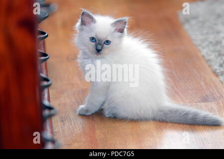 A cute Ragdoll kitten only 2 weeks old. Stock Photo