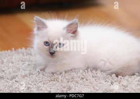 A cute Ragdoll kitten only 2 weeks old. Stock Photo