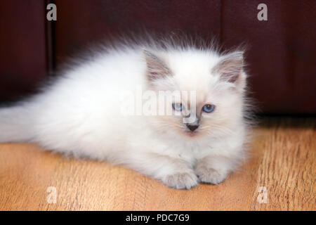 A cute Ragdoll kitten only 2 weeks old. Stock Photo