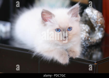 A cute Ragdoll kitten only 2 weeks old. Stock Photo