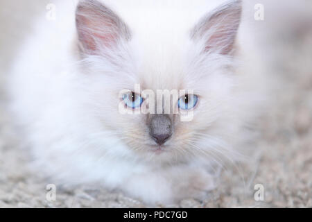 A cute Ragdoll kitten only 2 weeks old. Stock Photo