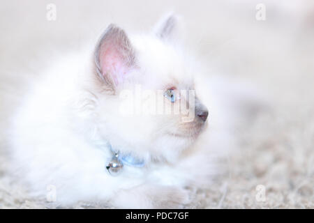A cute Ragdoll kitten only 2 weeks old. Stock Photo