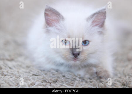 A cute Ragdoll kitten only 2 weeks old. Stock Photo