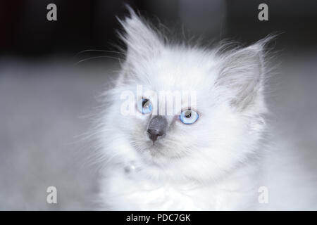 A cute Ragdoll kitten only 2 weeks old. Stock Photo
