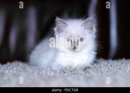 A cute Ragdoll kitten only 2 weeks old. Stock Photo