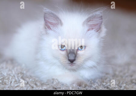 A cute Ragdoll kitten only 2 weeks old. Stock Photo