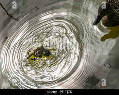 Frankfurt am Main, Germany. 09th Aug, 2018. A duckling cleans itself in a pond at the edge of the city centre, in which the sun is reflected. Credit: Frank Rumpenhorst/dpa/Alamy Live News Stock Photo