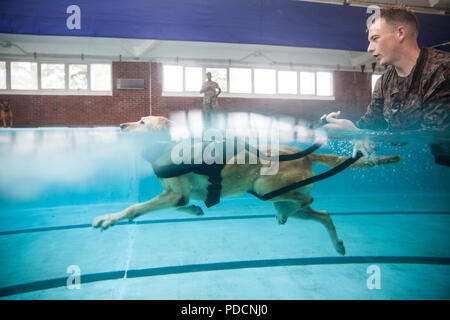 Sergeant Joseph Adams, a 2nd Law Enforcement Battalion military working dog-handler, shouts commands at his dog, Gunner, as they swim in the Area 5 pool at Marine Corps Base Camp Lejeune, N.C., Aug. 3, 2018. 2nd LEB practiced aggression training as part of specialized training to familiarize their dogs with water. The 2nd LEB military working dogs benefit from this particular type of training due to not being exposed to water tactics during initial training periods and become better accustomed to performing duties in atypical situations. (U.S. Marine Corps photo by Cpl. Austyn Saylor) Stock Photo