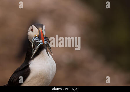 A puffin with eels in its mouth Stock Photo