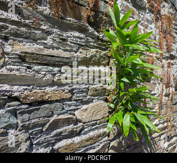 bamboo plant breaking through a stone wall. Stock Photo