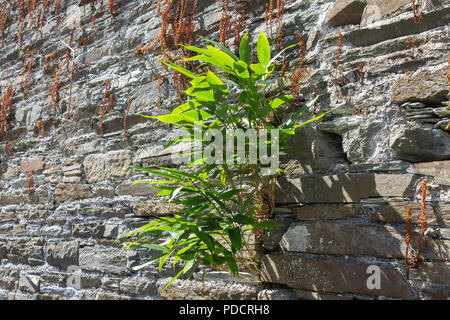 bamboo plant breaking through a stone wall. Stock Photo