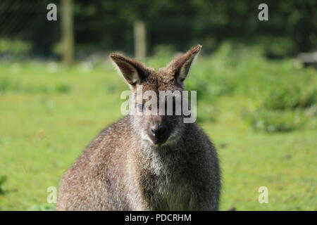 Wallaby Looking Forward, this wallaby was in a arboretum in North Yorkshire. Stock Photo