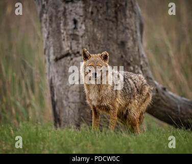 Golden Jackal Female (Canis aureus) Stock Photo