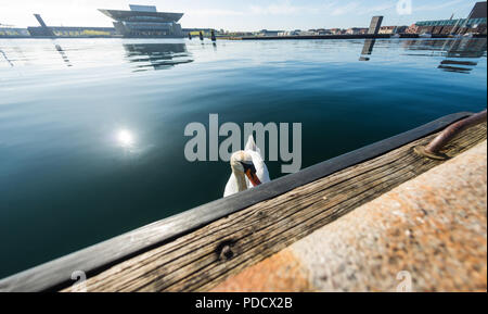 beautiful white swan floating on water near embankment in copenhagen, denmark Stock Photo