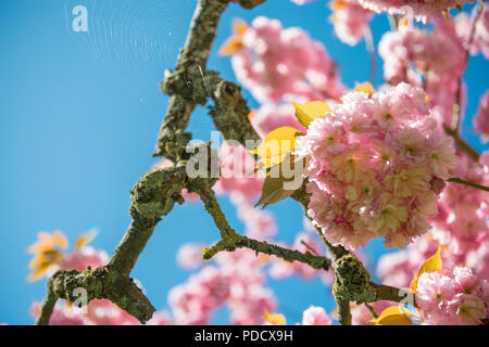 selective focus of pink flowers on branches of cherry blossom tree against blue cloudless sky Stock Photo