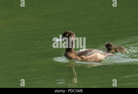 A beautiful female Tufted Duck (Aythya fuligula) swimming in a river with her cute baby. Stock Photo