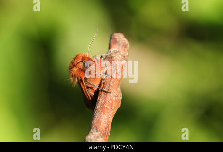 A pretty Ruby Tiger Moth (Phragmatobia fuliginosa) perching on a twig. Stock Photo