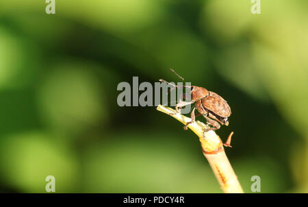 A stunning Acorn Weevil  (Curculio glandium) perching on a plant. Stock Photo