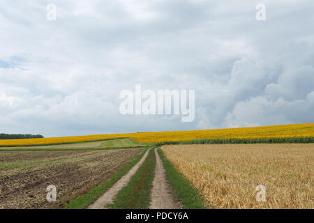 Dirt road among the fields, summer time Stock Photo