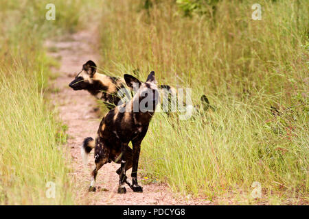 The Alpha male Hunting dog from the Jongomera pack defacates in the track as part of a scent marking ritual. Stock Photo