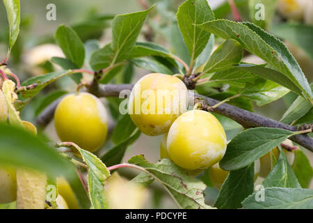 Prunus insititia 'Mirabelle de Nancy' . Plum 'Mirabelle de Nancy'.