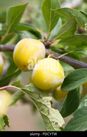 Prunus insititia 'Mirabelle de Nancy' . Plum 'Mirabelle de Nancy'. Stock Photo