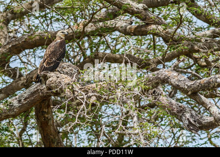 Grey-headed Fish-eagle - Ichthyophaga ichthyaetus, large gray and brown eagle from Asian woodlands and fresh waters, Sri Lanka. Stock Photo