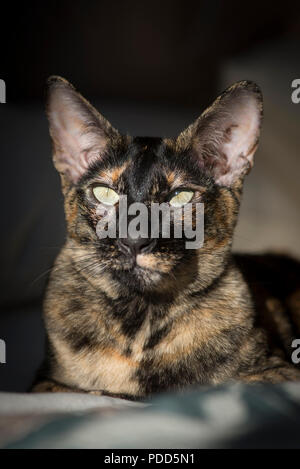 Brown tortoiseshell Oriental Shorthair Cat (Felis catus), side view ...