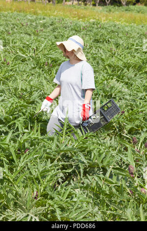 cultivation of artichoke on a field Stock Photo - Alamy