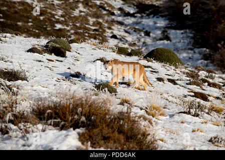 Adult female Patagonian Puma heading up snow dusted hill as she follows a herd of her main prey species ,Guanaco. Stock Photo