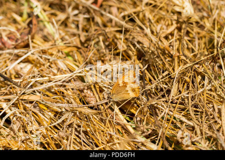 Pyronia Tithonus, gatekeeper butterfly (underwing) camouflaged on dry grass on a hot sunny day in Hampshire, UK Stock Photo