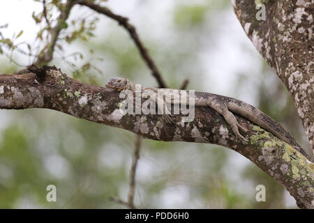 Indian Monnitor Lizard or Bengal Monitor Lizard resting on the tree during the high tide in Sunderbans Tiger reserve India Stock Photo