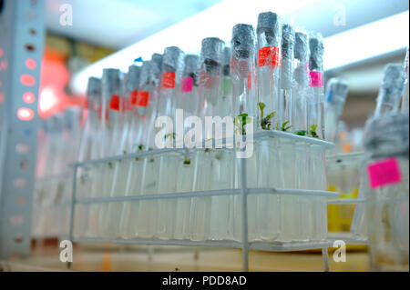 Close up row of glass bottle plant tissue culture on shelf in laboratory. Stock Photo