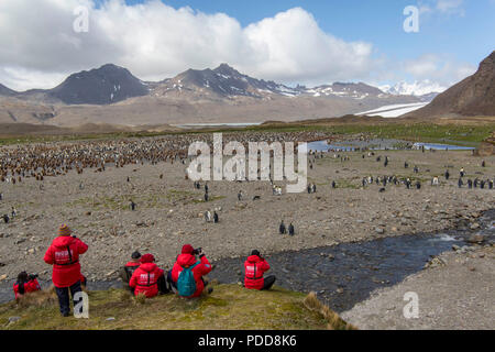 Tourists watching a gentoo penguin colony on a South Georgia island Stock Photo