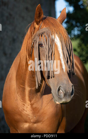 Portrait of a horse wearing a horse fly fringe - to keep the flies away. Stock Photo