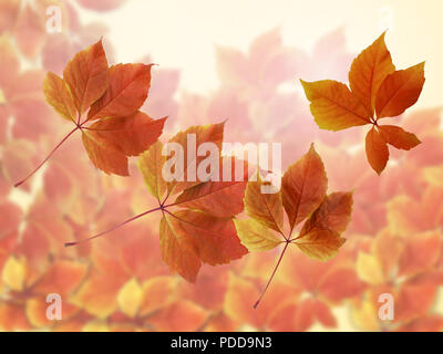 Fall autumn background. Colorful red and orange autumn leaves with sun rays Stock Photo