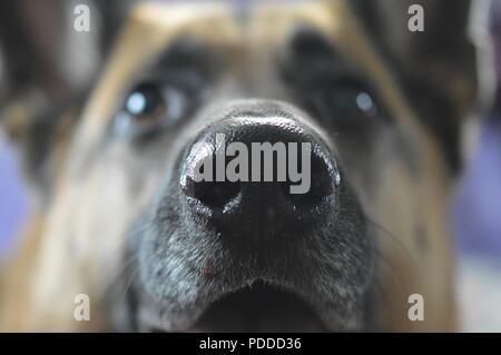 Close up of German Shepherd nose Stock Photo