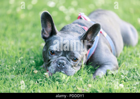 Blue Male French Bulldog in a playful posture. Stock Photo